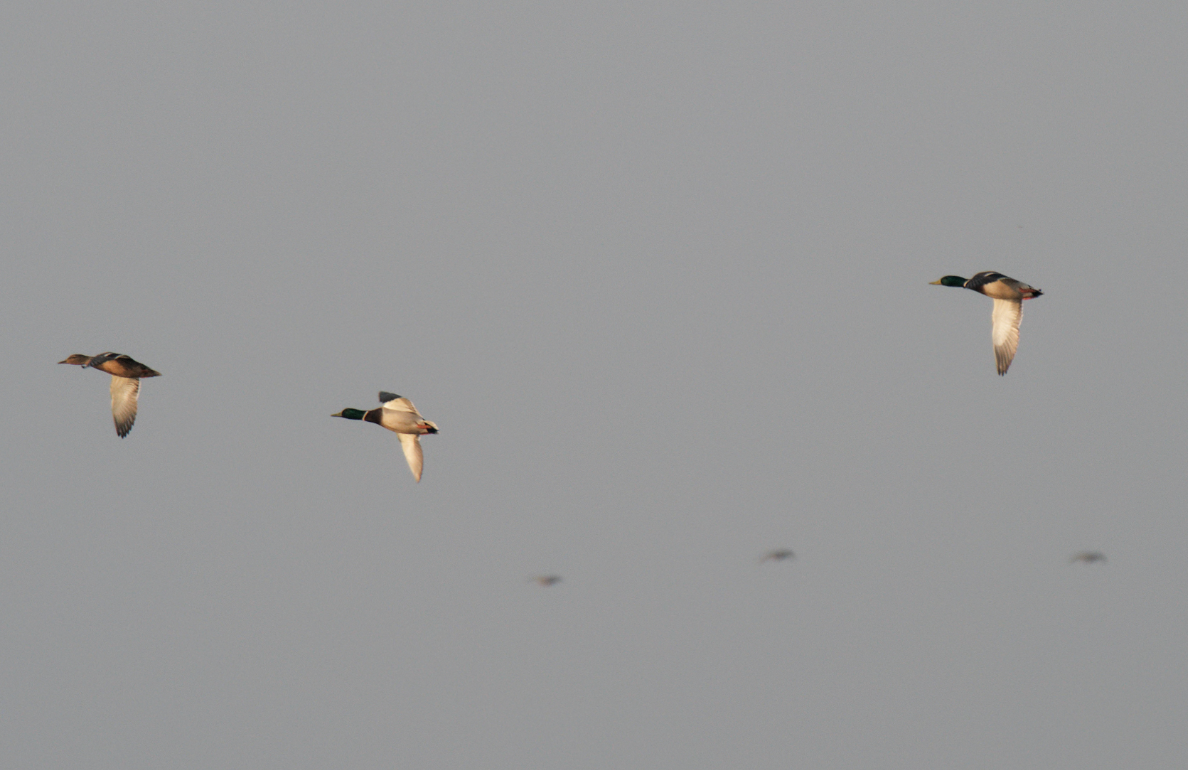 Mallard - ML646376844