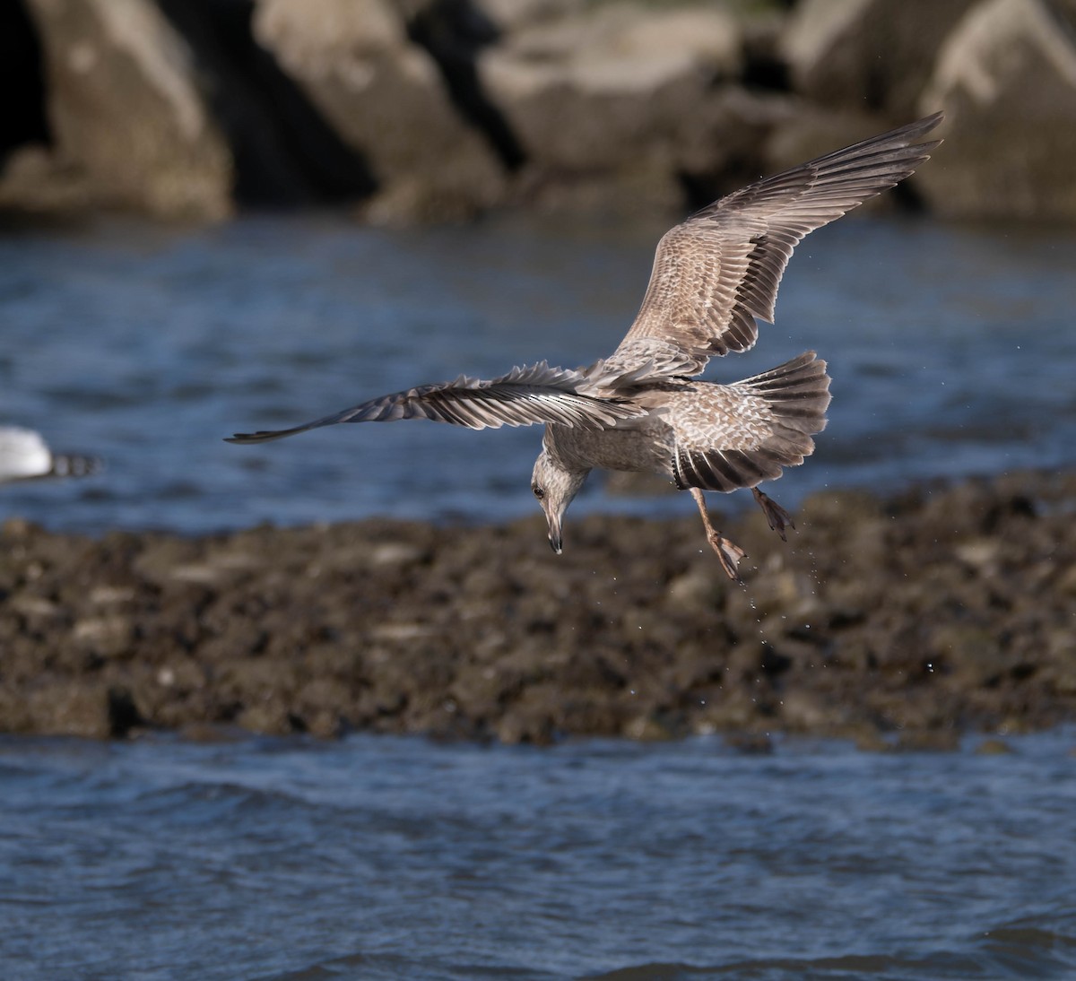 American Herring Gull - ML646376845