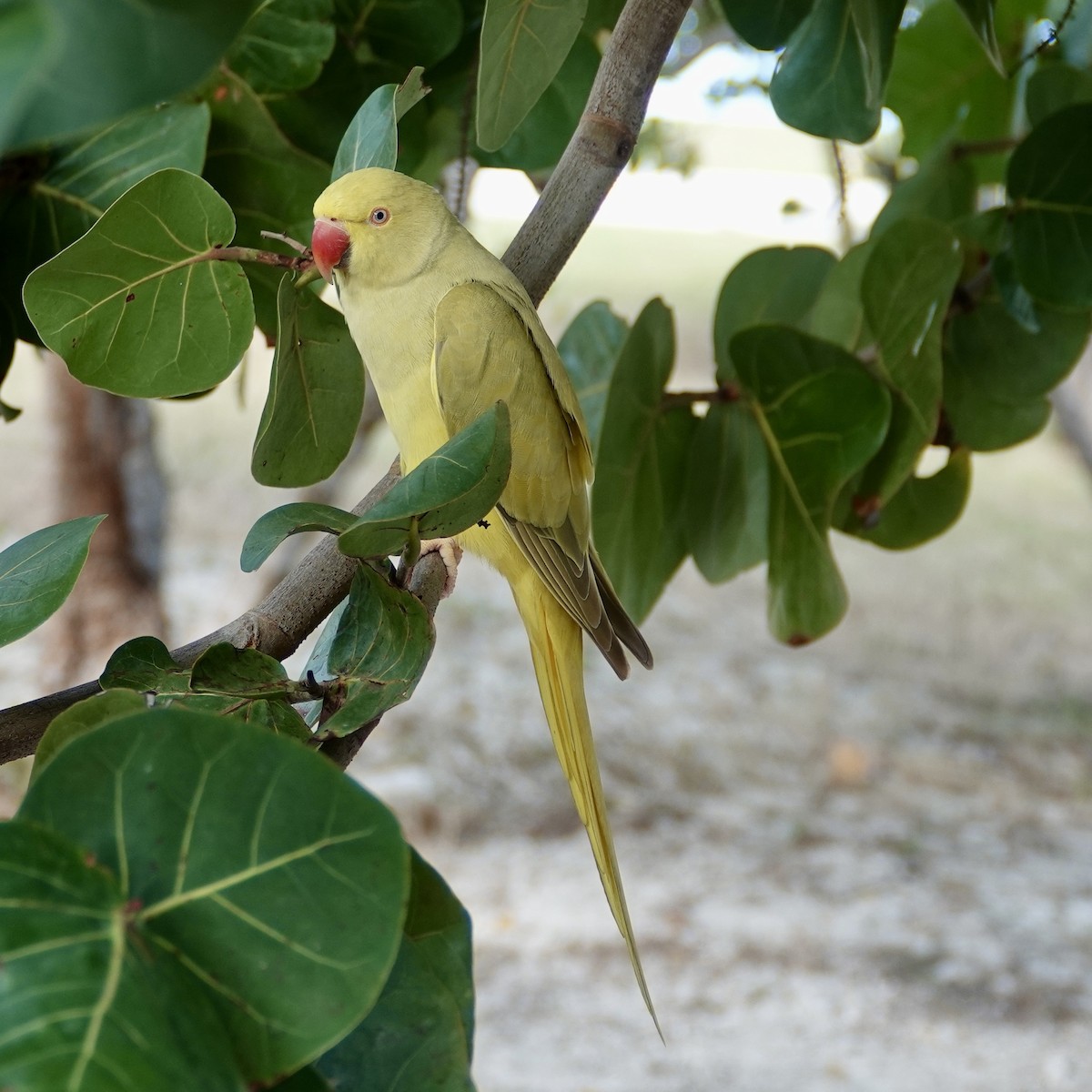 Rose-ringed Parakeet - ML646376849
