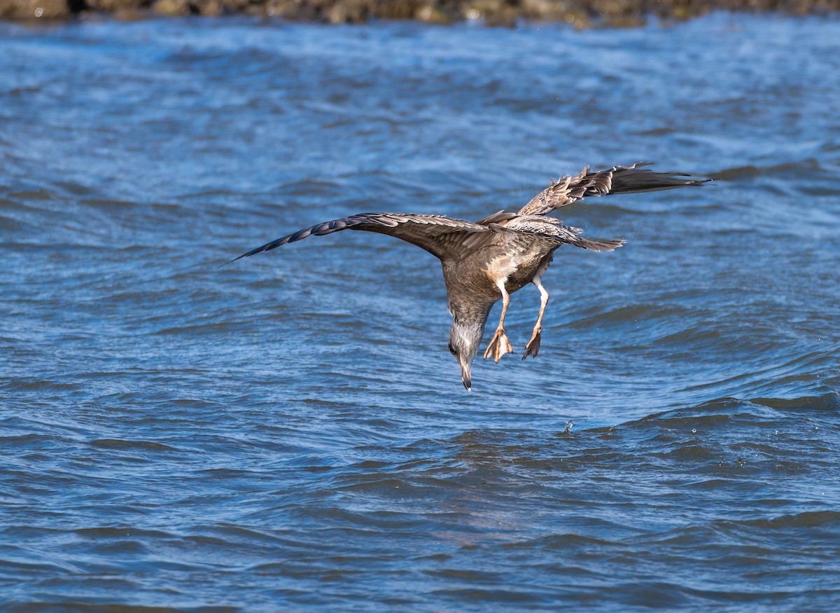 American Herring Gull - ML646376850