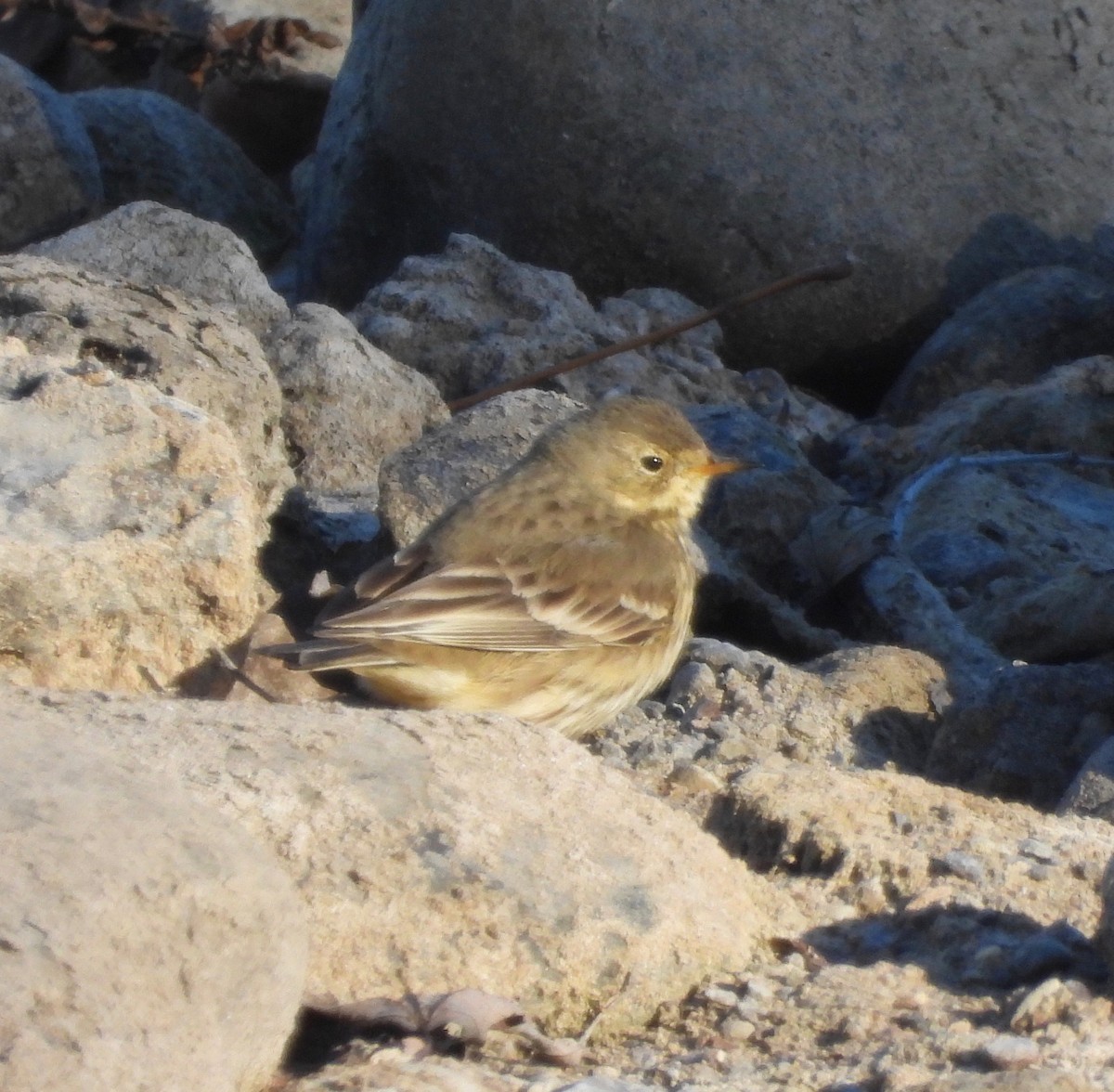 American Pipit - ML646376851