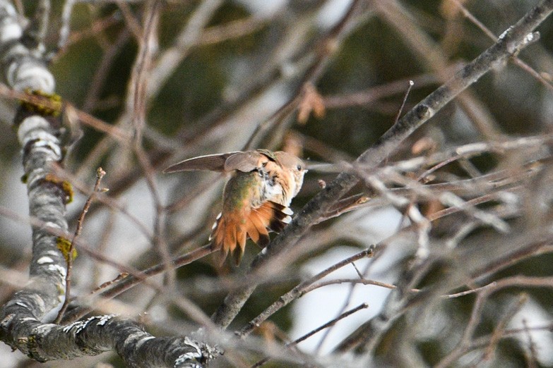 Rufous Hummingbird - ML646376852