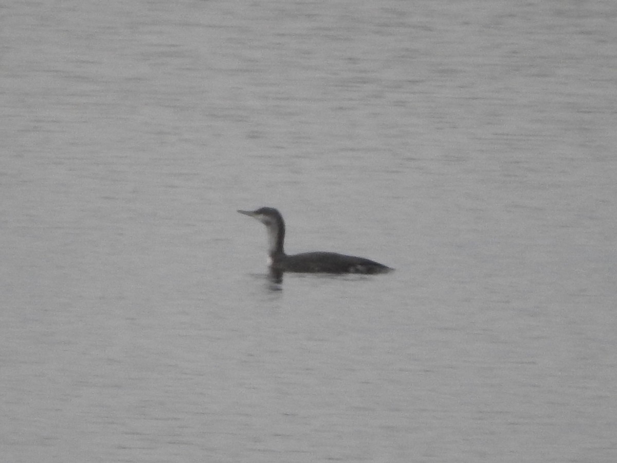 紅喉潛鳥 - ML646376854