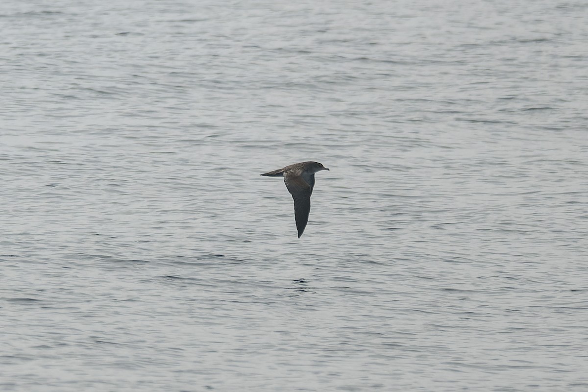 Pink-footed Shearwater - ML646376858