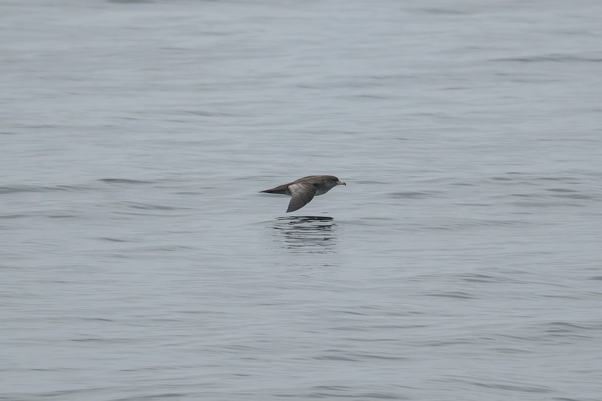 Pink-footed Shearwater - ML646376860