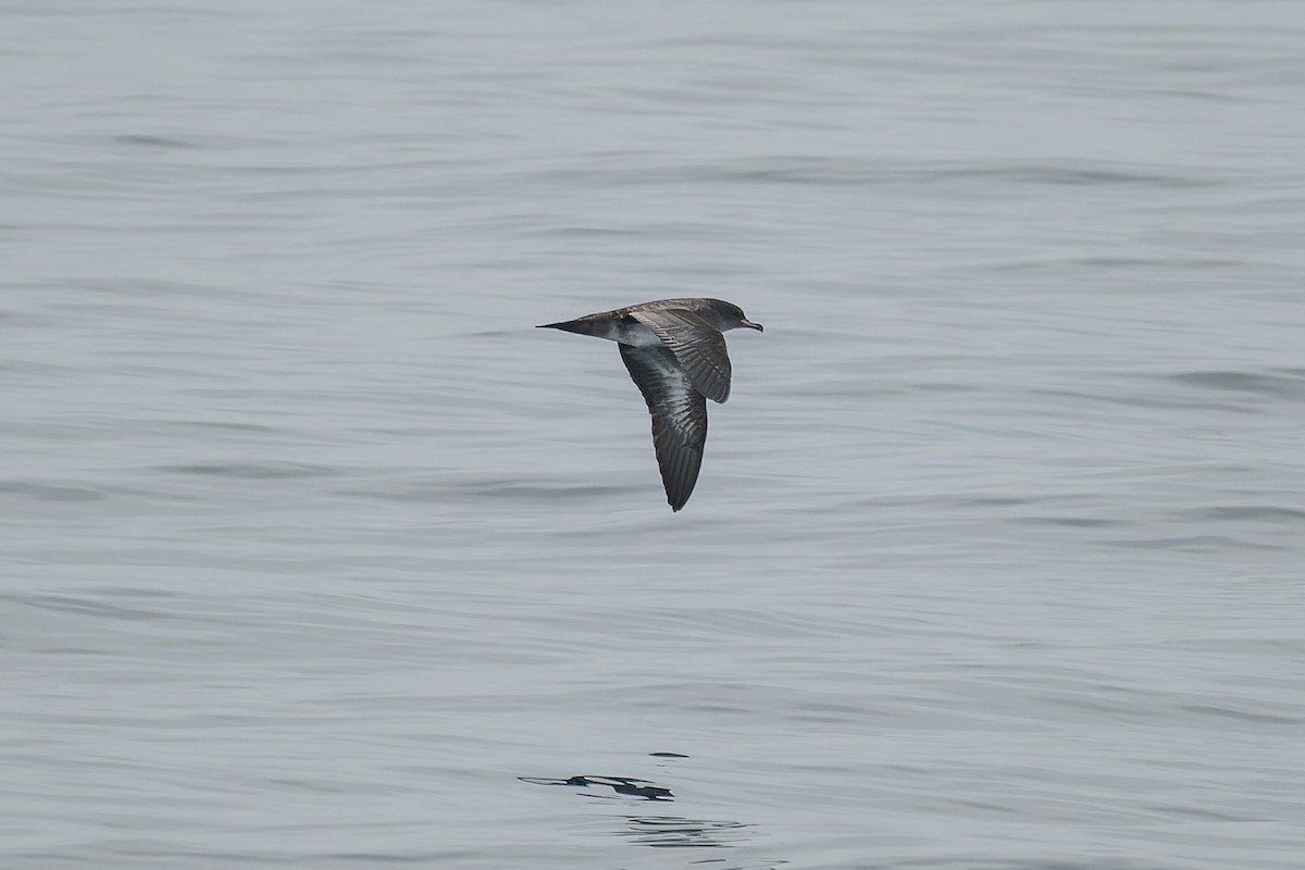 Pink-footed Shearwater - ML646376861