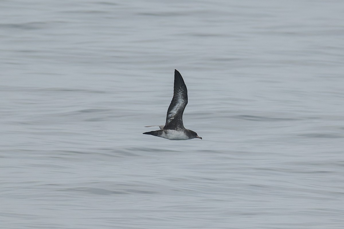 Pink-footed Shearwater - ML646376862