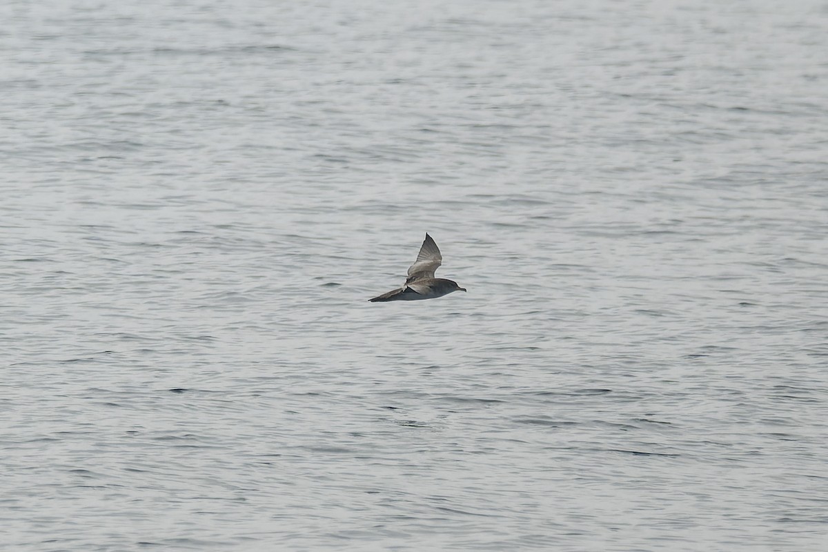 Pink-footed Shearwater - ML646376863