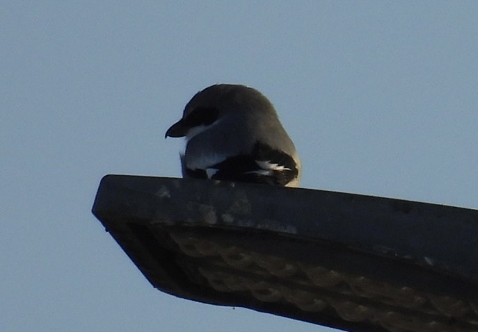 Loggerhead Shrike - ML646376864