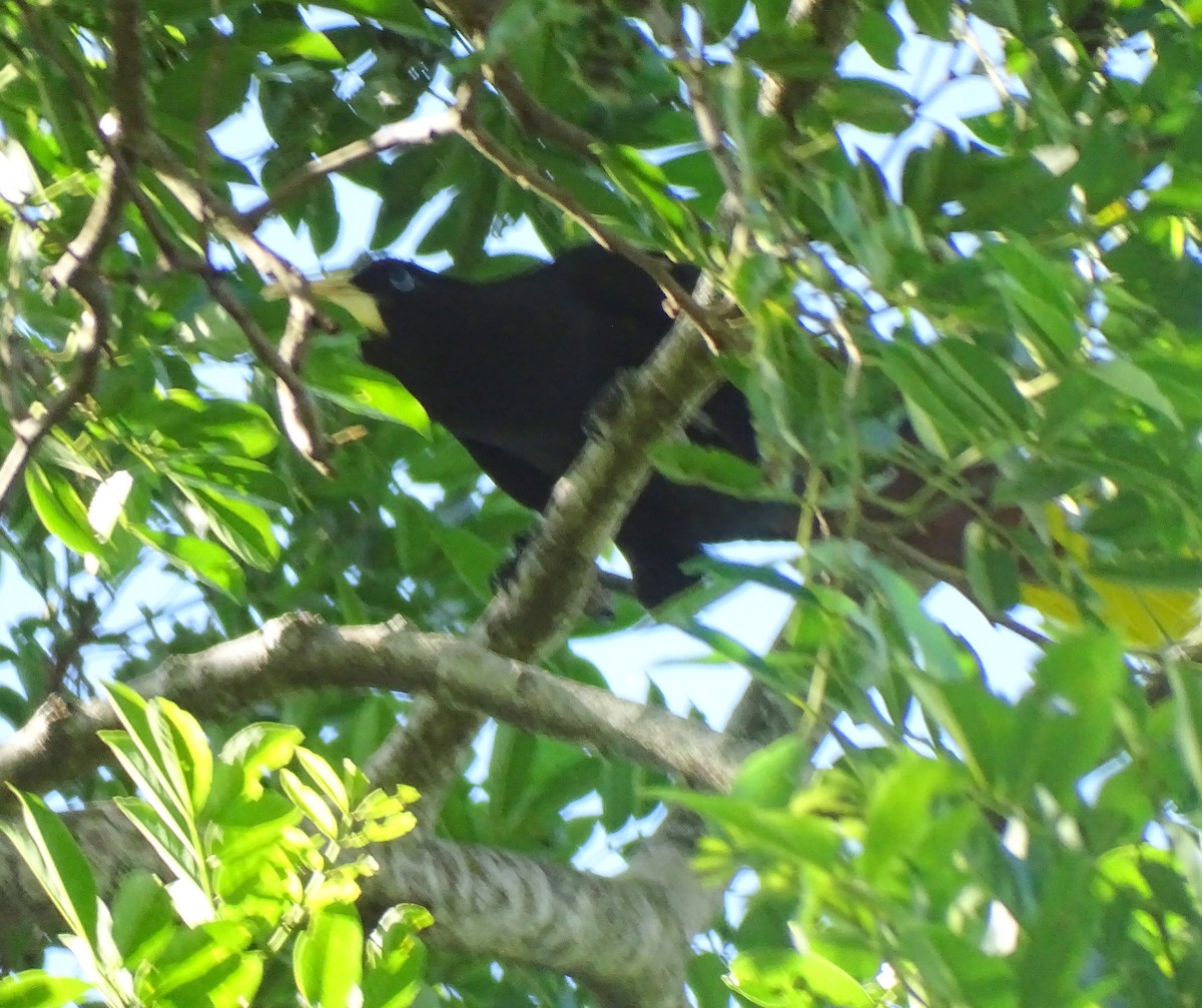 Crested Oropendola - ML646376865