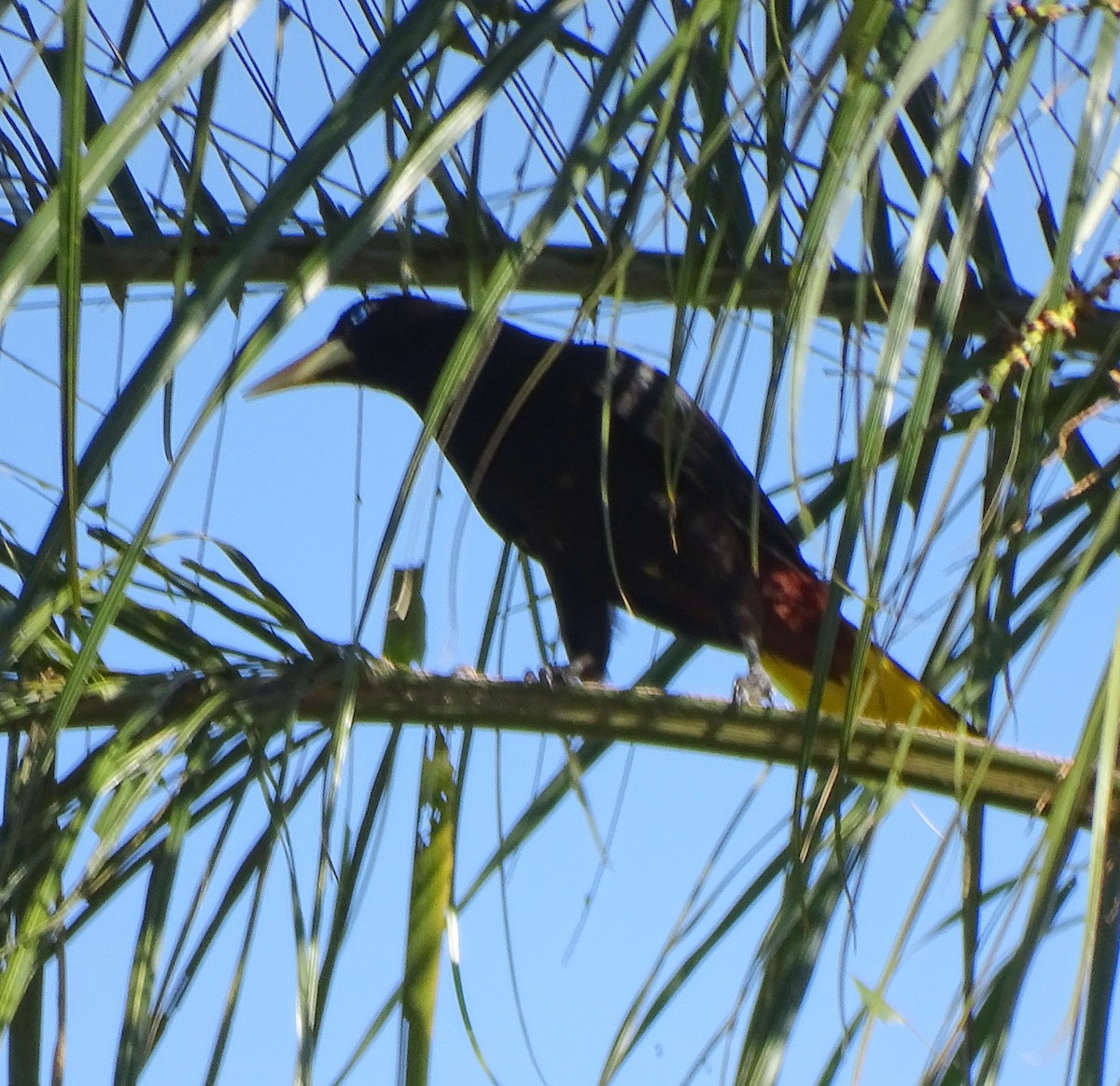 Crested Oropendola - ML646376866