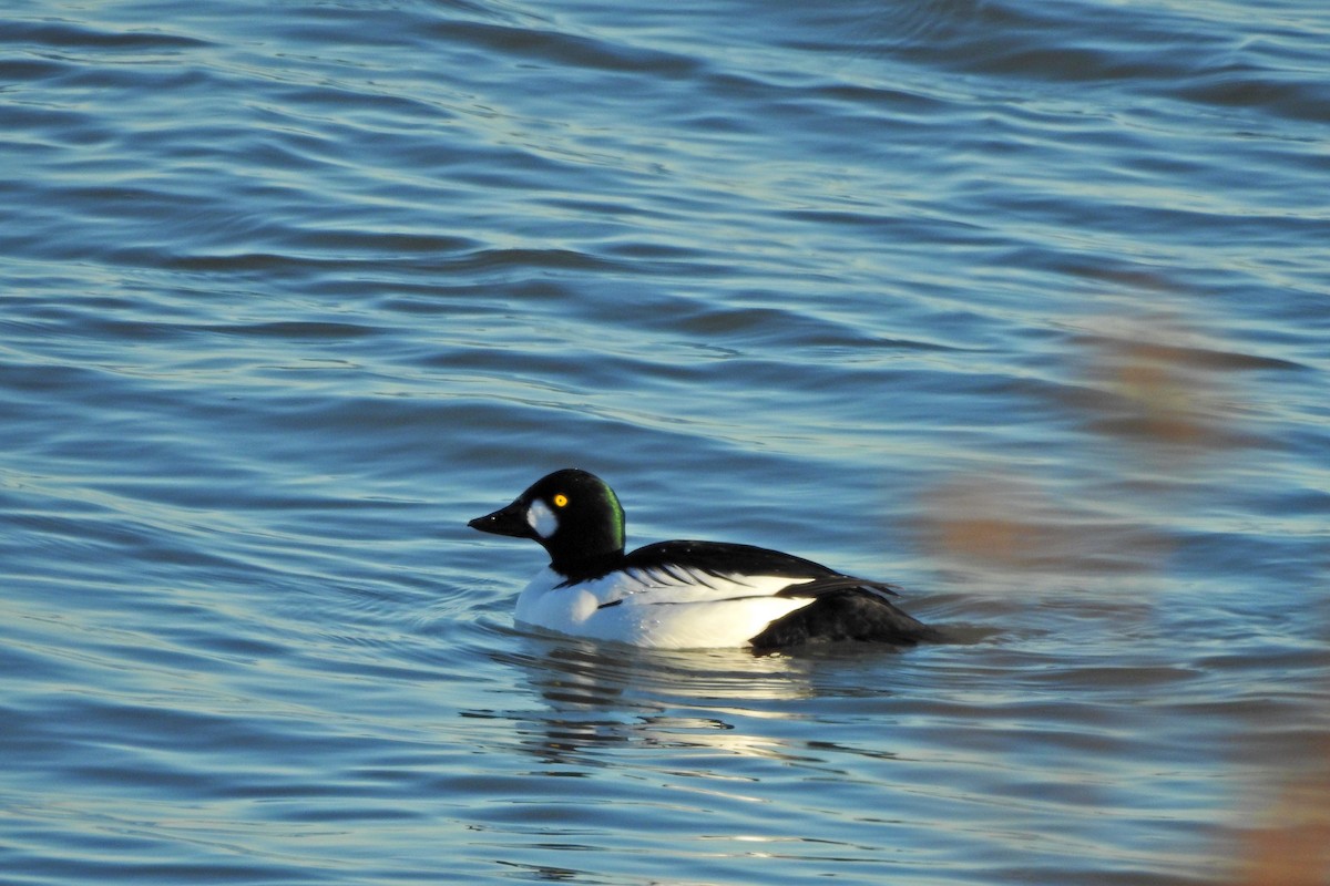 Common Goldeneye - ML646376867