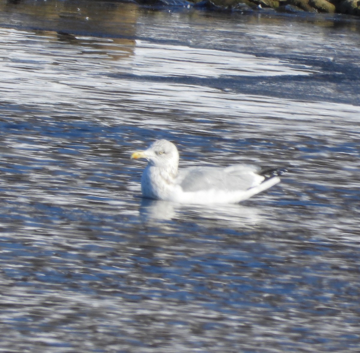 American Herring Gull - ML646376868