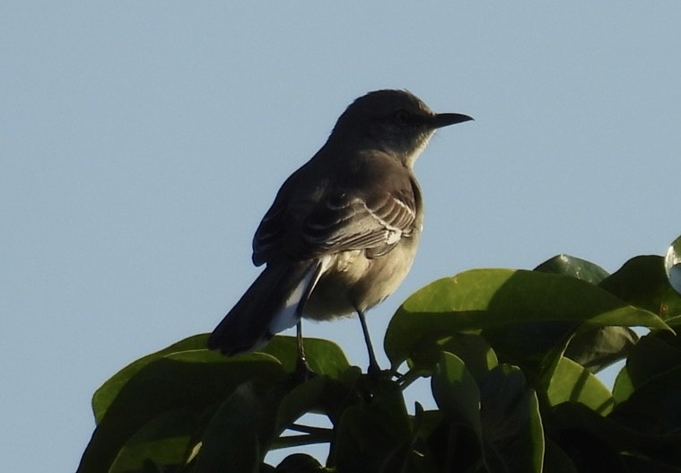 Northern Mockingbird - ML646376870