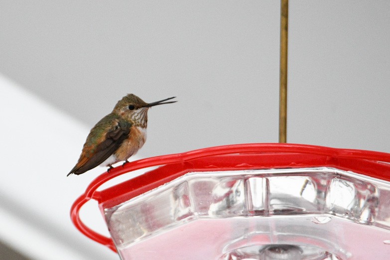 Rufous Hummingbird - ML646376871