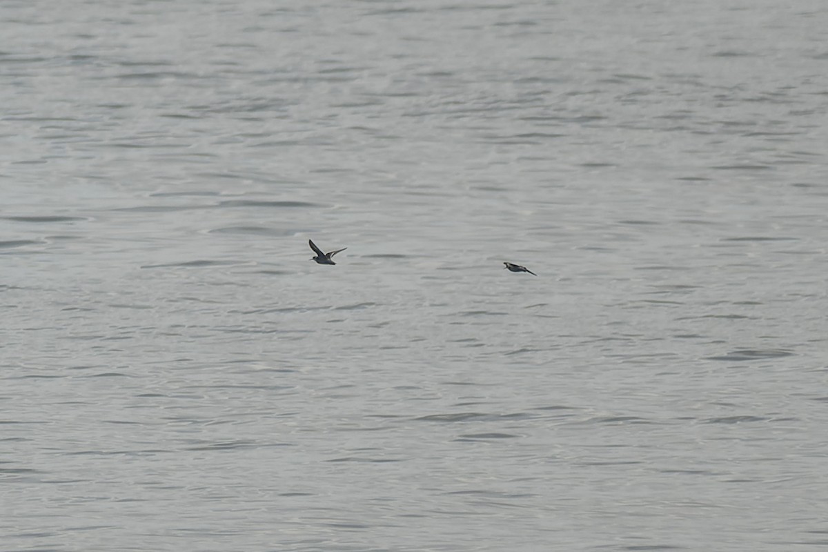 Red-necked Phalarope - ML646376872