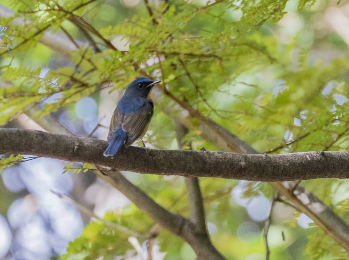 Chinese Blue Flycatcher - ML646376873