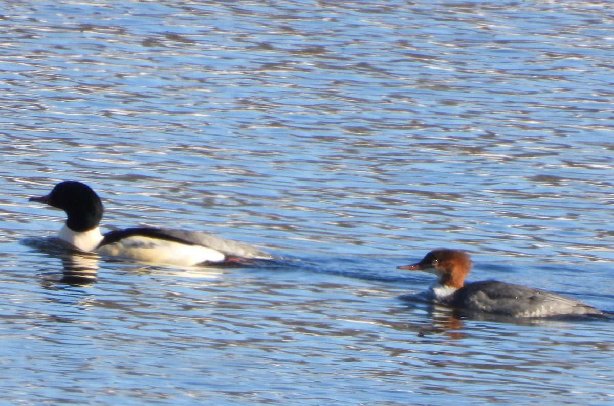 Common Merganser - ML646376874