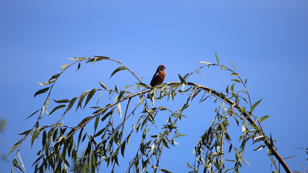 Rufous-tailed Plantcutter - ML646376876