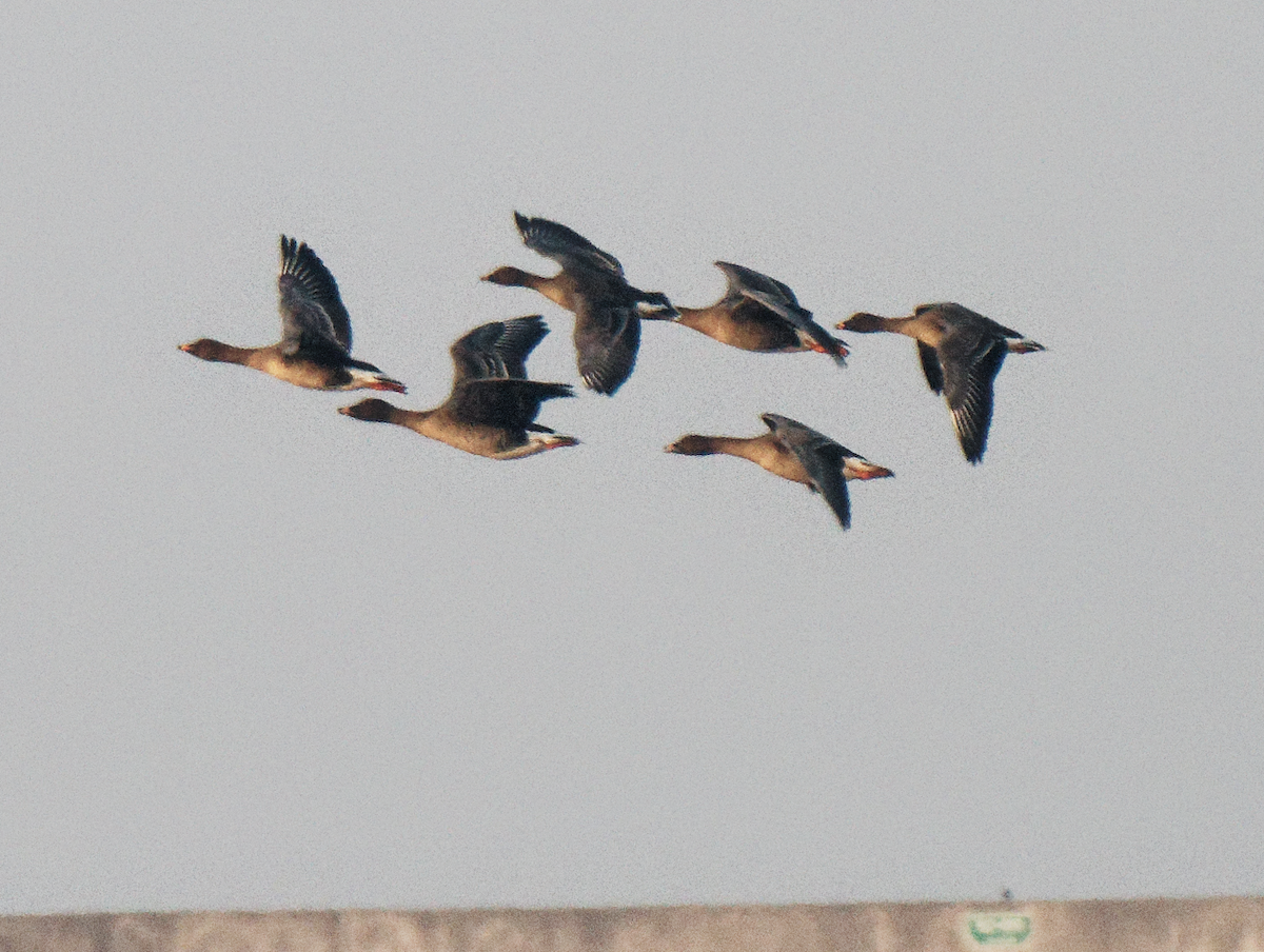 Tundra Bean-Goose - ML646376877
