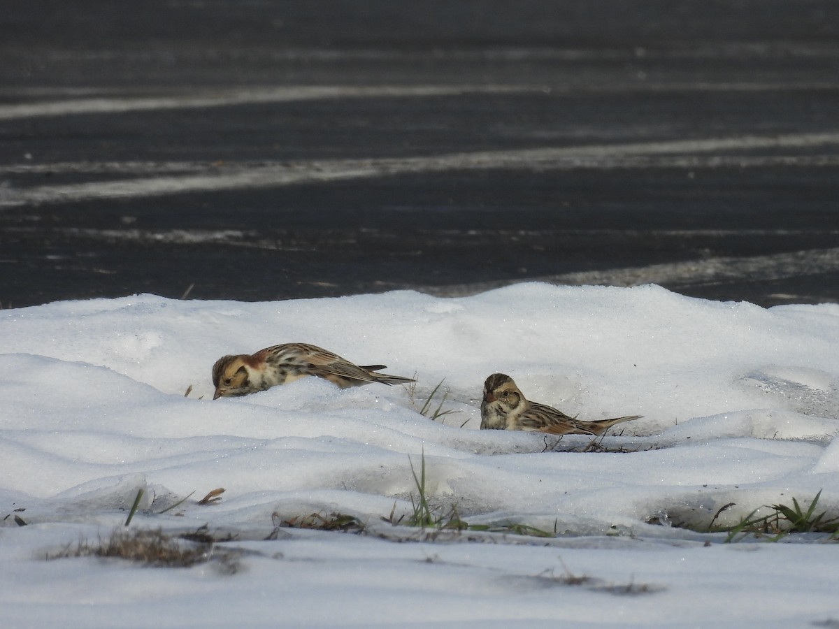 Lapland Longspur - ML646376878