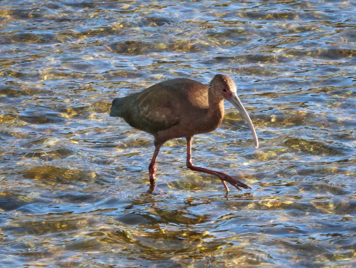 White-faced Ibis - ML646376881