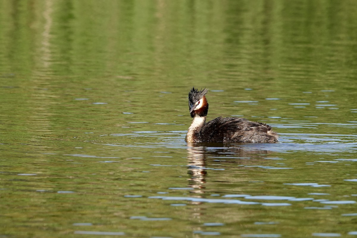 カンムリカイツブリ - ML646376882