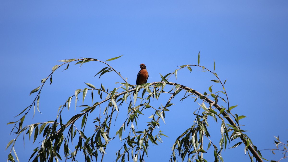 Rufous-tailed Plantcutter - ML646376883