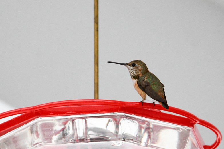Rufous Hummingbird - ML646376884
