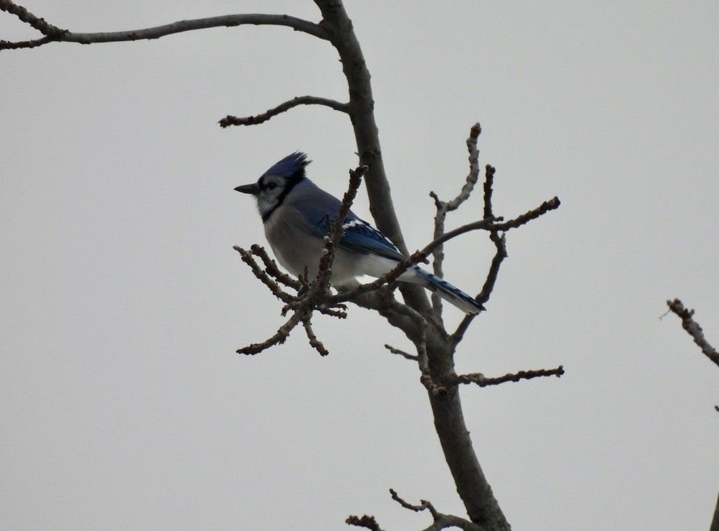Blue Jay - ML646376885