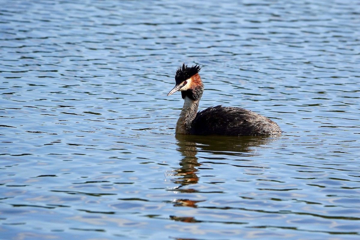 カンムリカイツブリ - ML646376886
