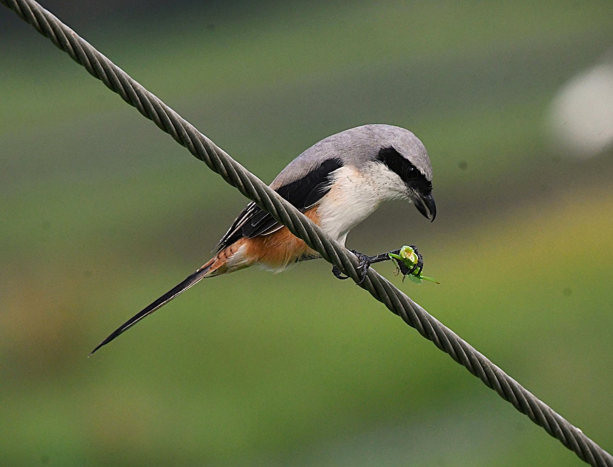Long-tailed Shrike - ML646376895