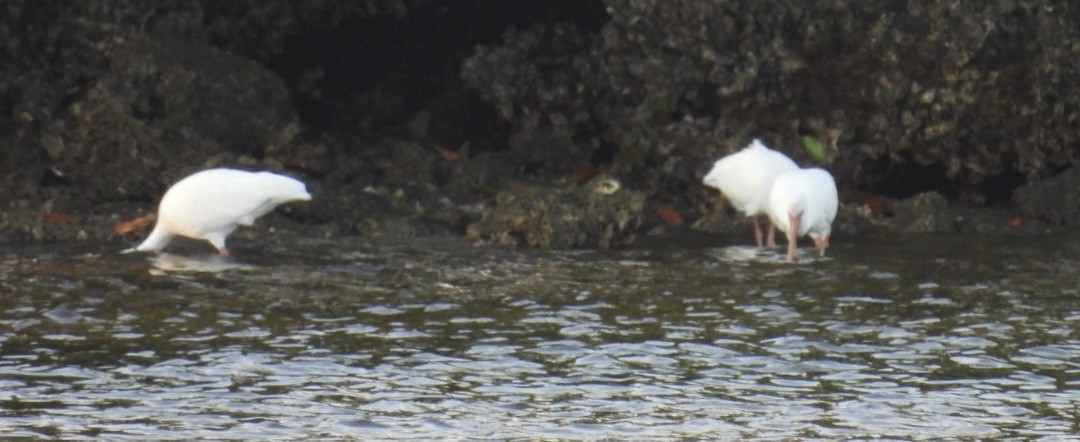 White Ibis - ML646376897