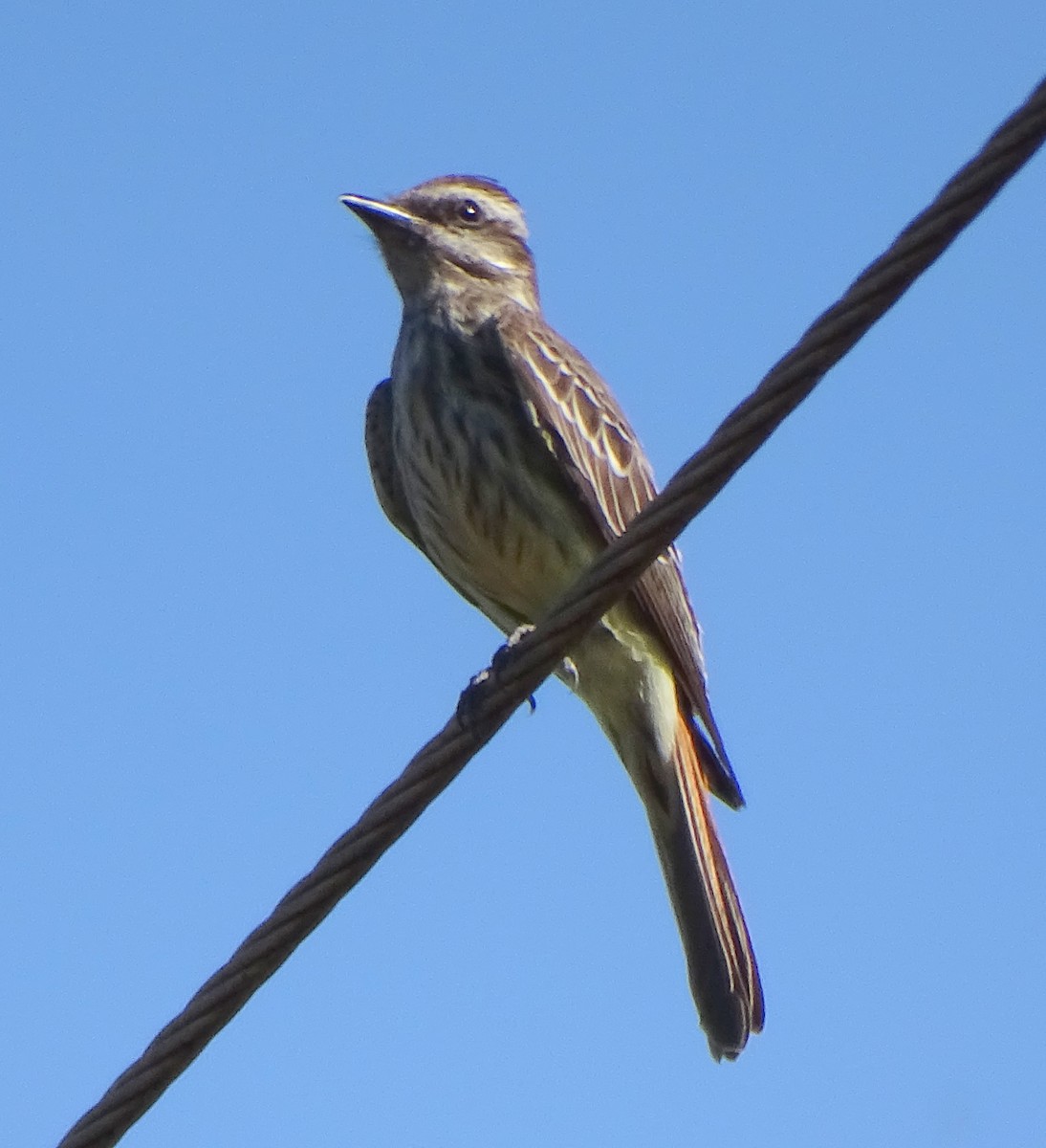 Variegated Flycatcher - ML646376898