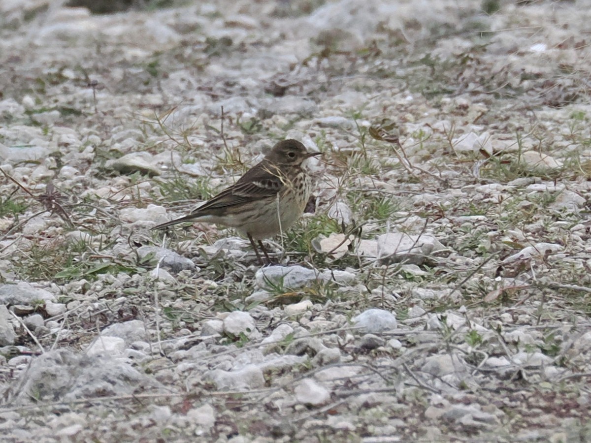 American Pipit - ML646376899