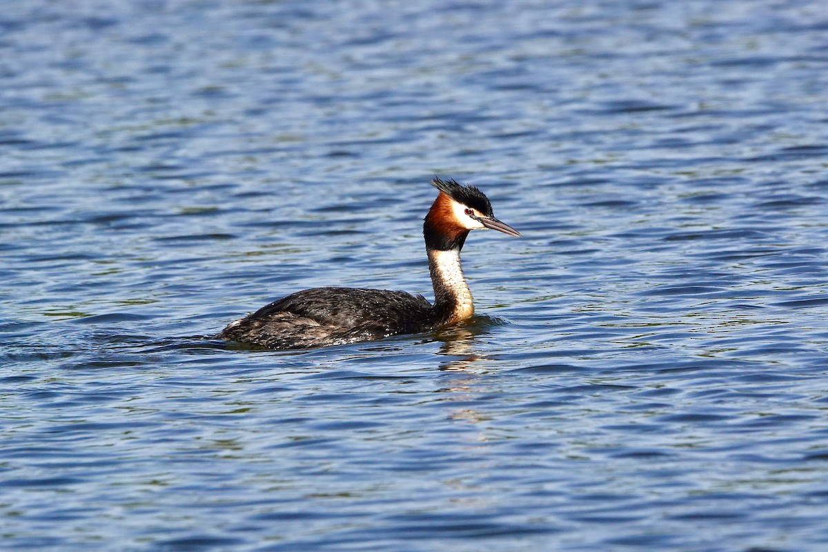 カンムリカイツブリ - ML646376902