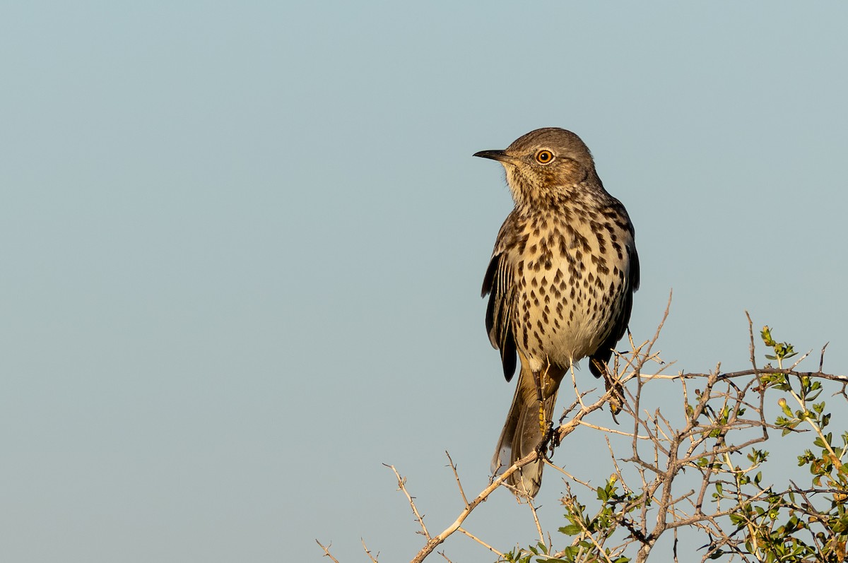 Sage Thrasher - ML646376903