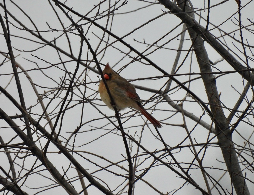 Northern Cardinal - ML646376904