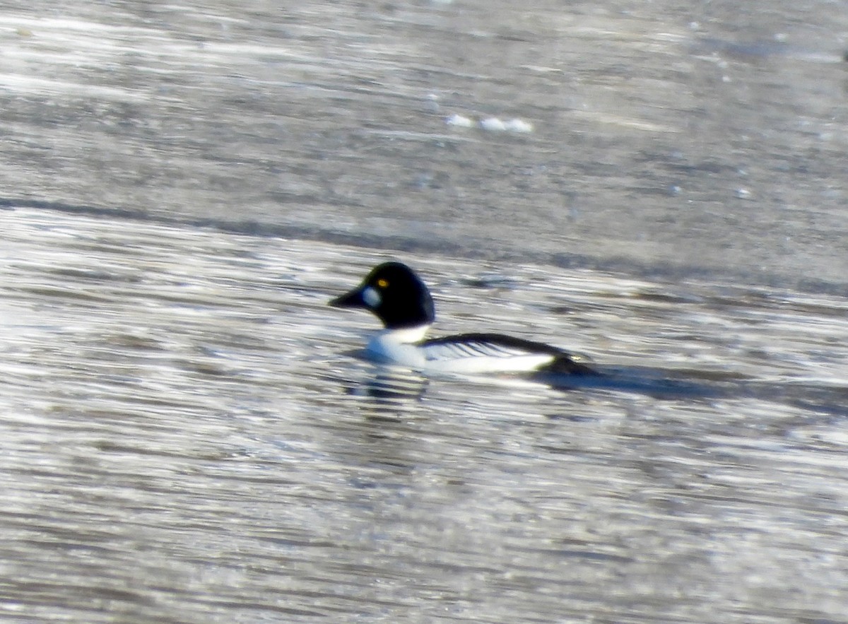 Common Goldeneye - ML646376911