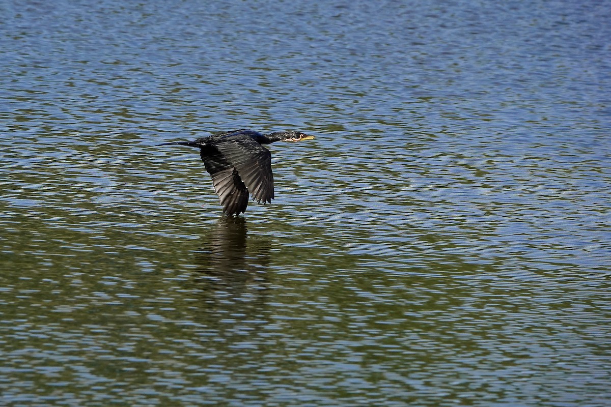 シロハラコビトウ - ML646376912