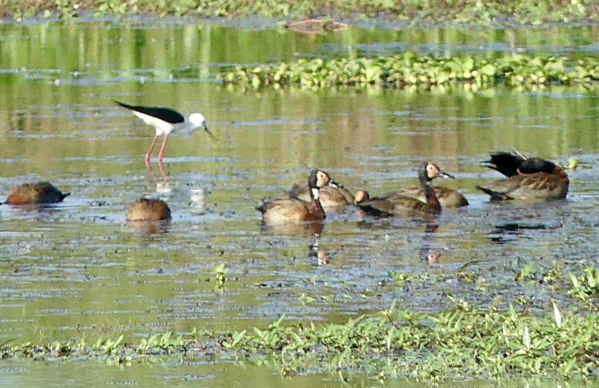 Dendrocygne veuf - ML646376913