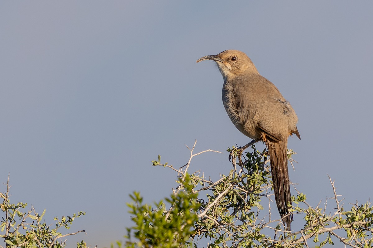 LeConte's Thrasher - ML646376914