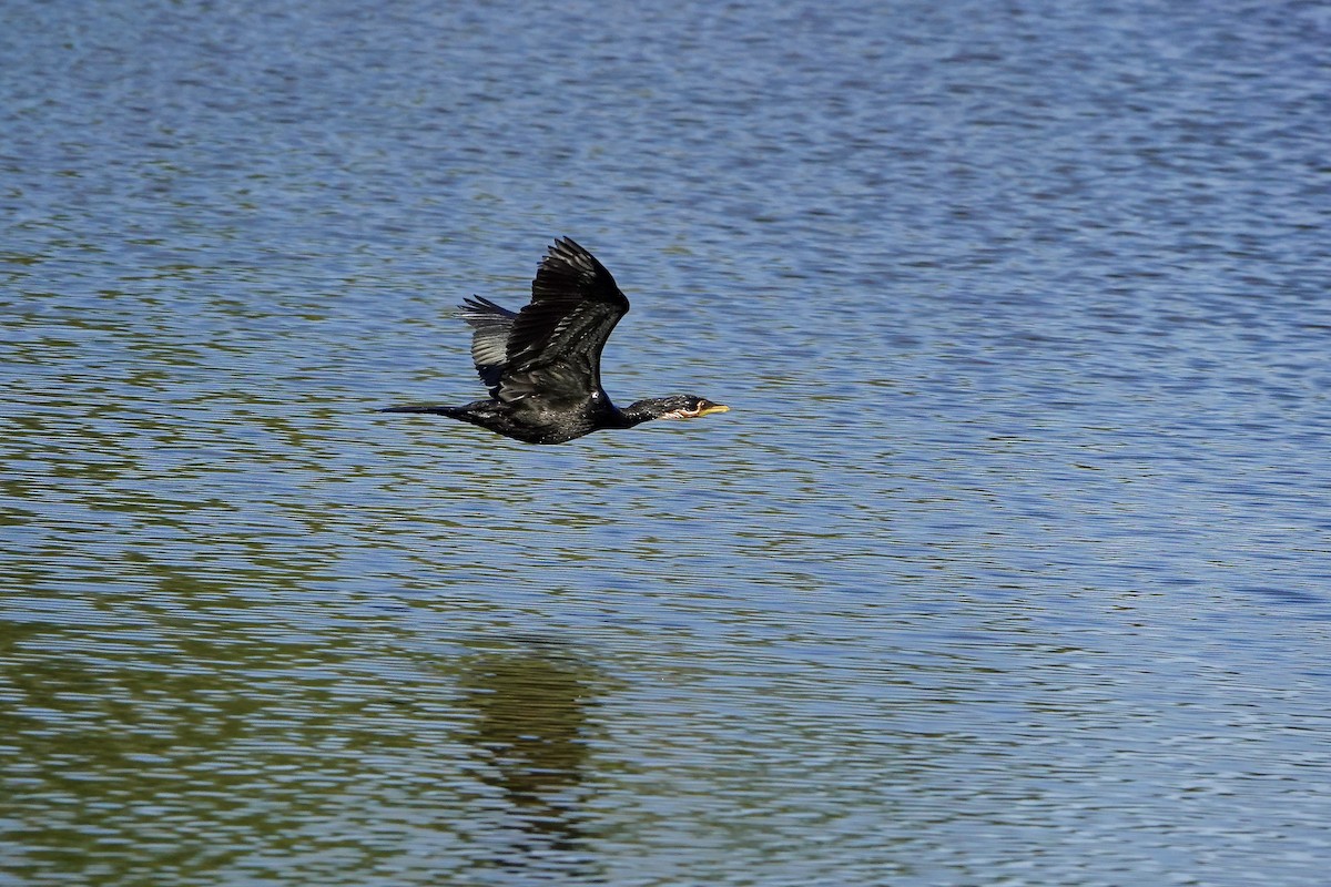 シロハラコビトウ - ML646376917