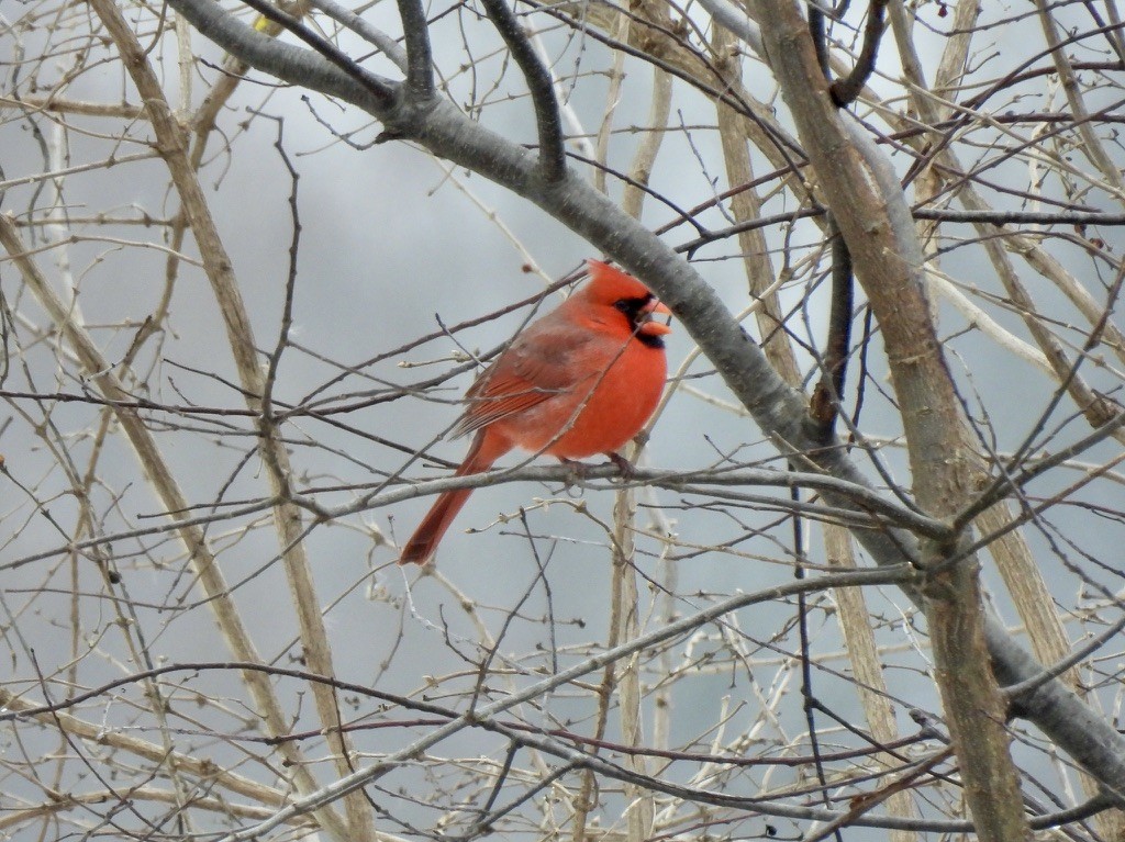 Northern Cardinal - ML646376920