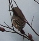 American Pipit - ML646376921