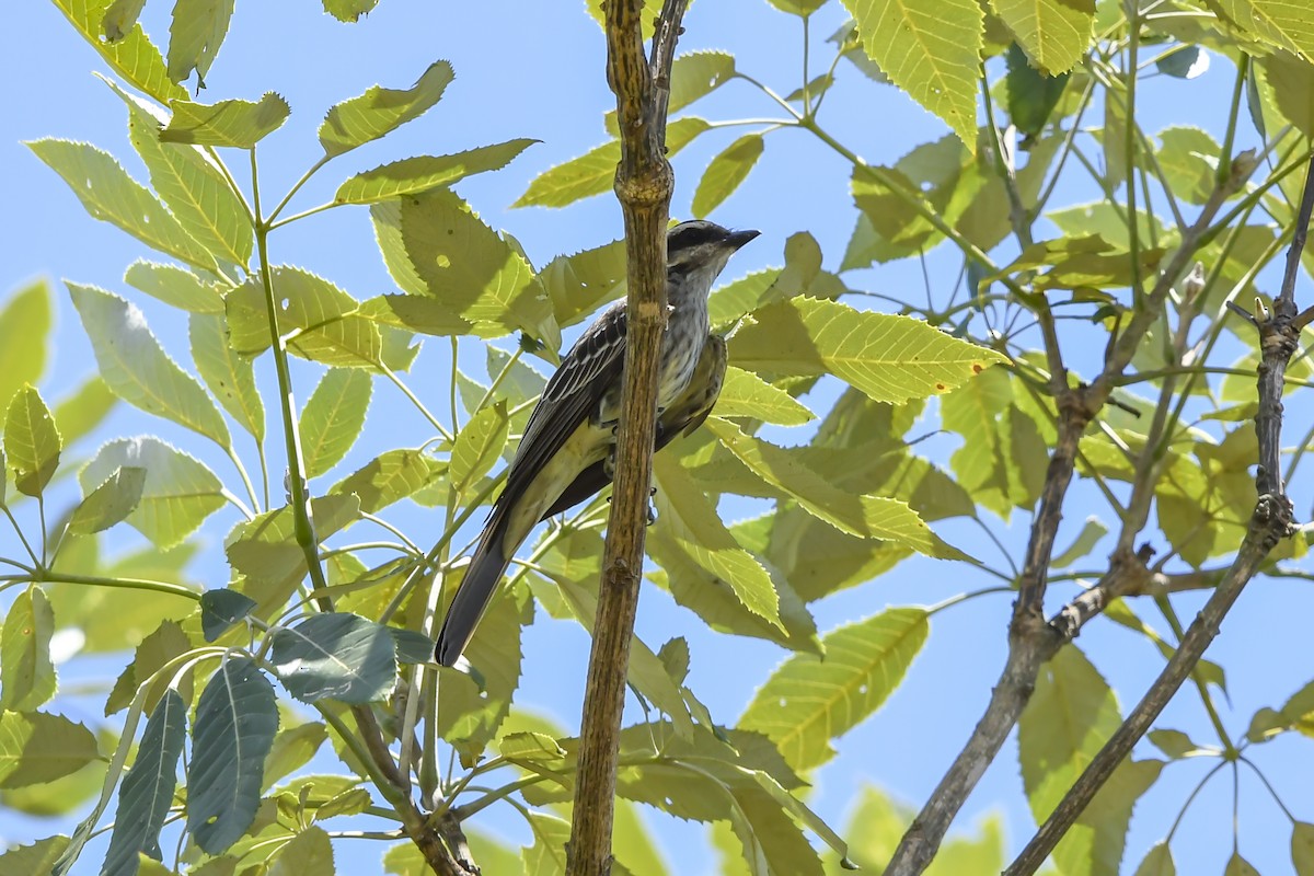 Piratic Flycatcher - ML646376922