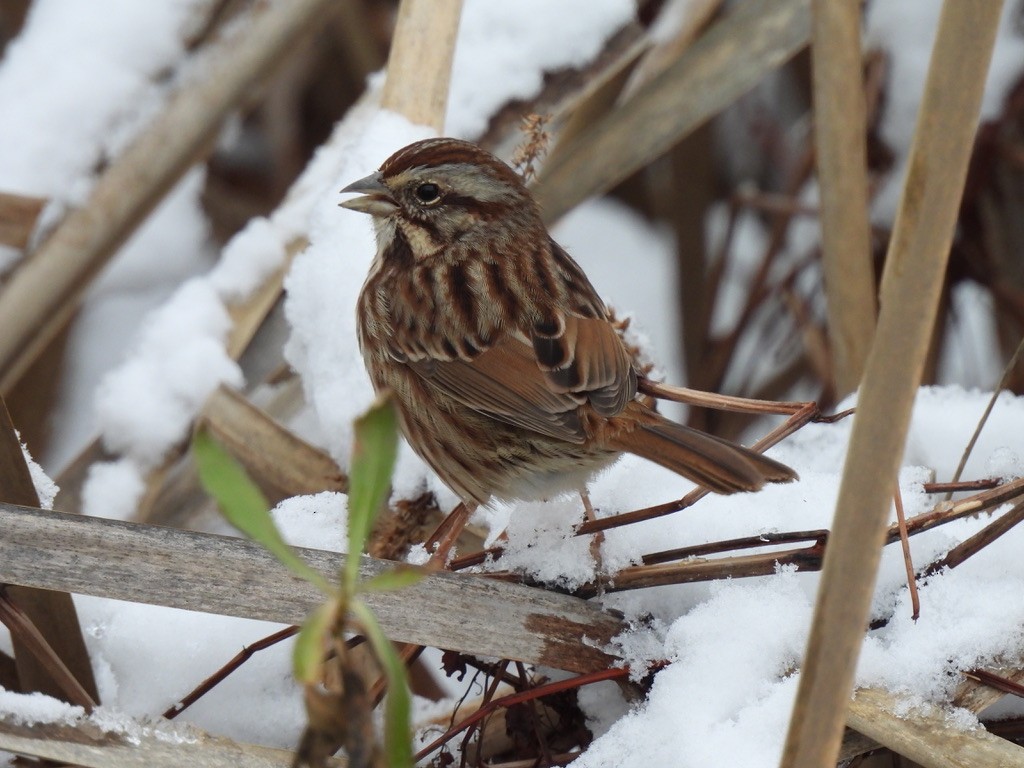 Song Sparrow - ML646376923