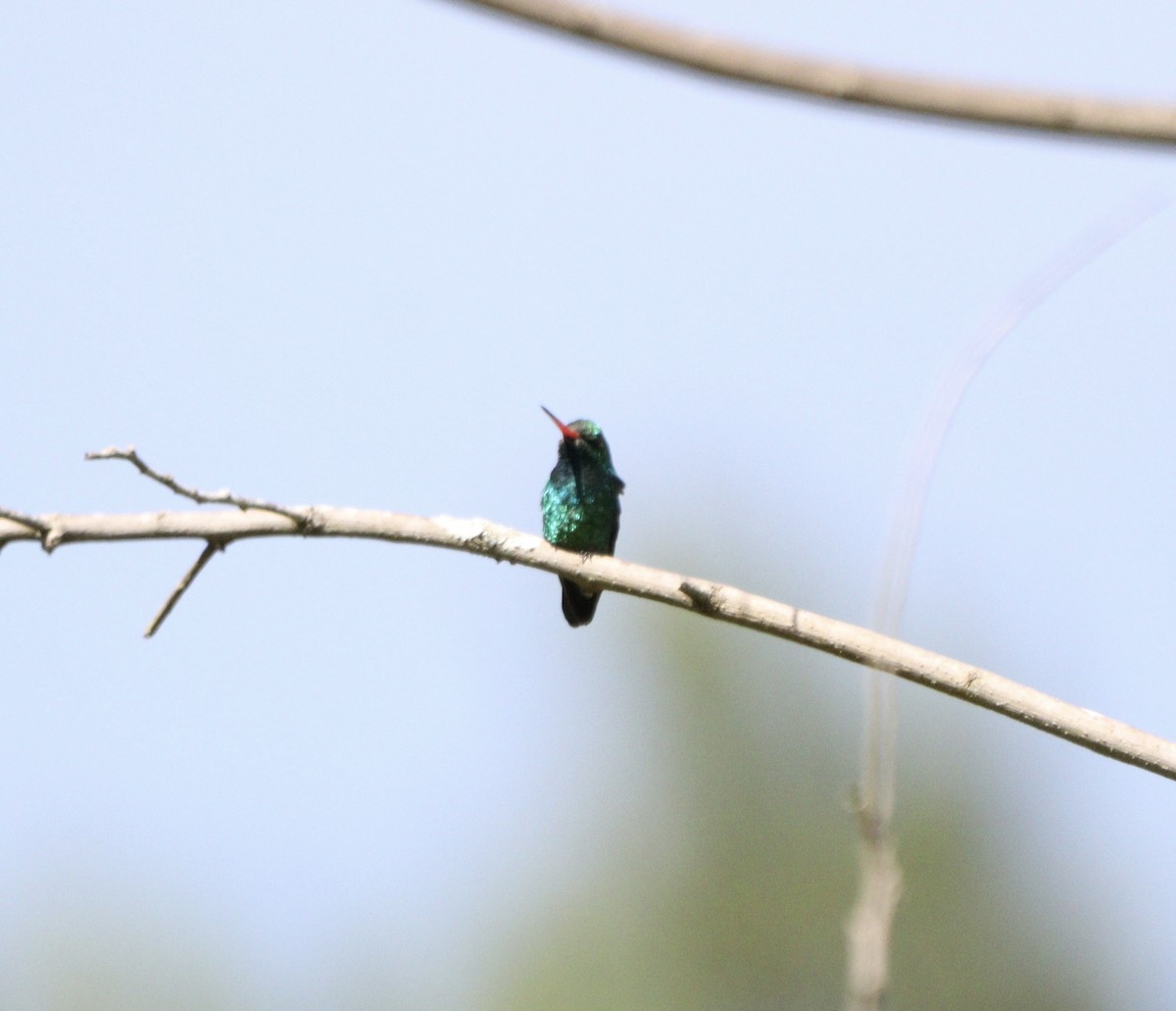 Glittering-bellied Emerald - ML646376924