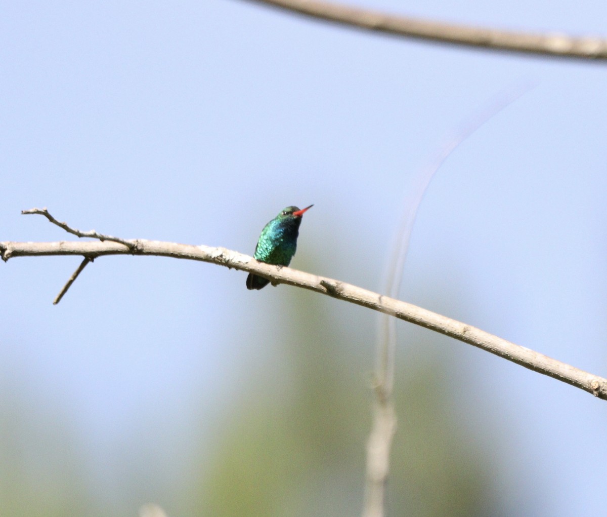 Glittering-bellied Emerald - ML646376925