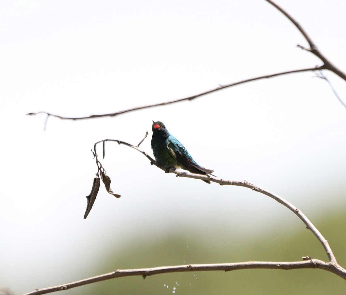 Glittering-bellied Emerald - ML646376926